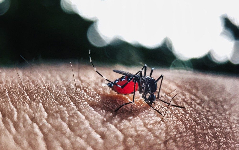 Medidas preventivas contra o Aedes aegypti devem ser reforçadas o ano todo, já que o mosquito também se prolifera no frio — Foto: Pixabay/Divulgação