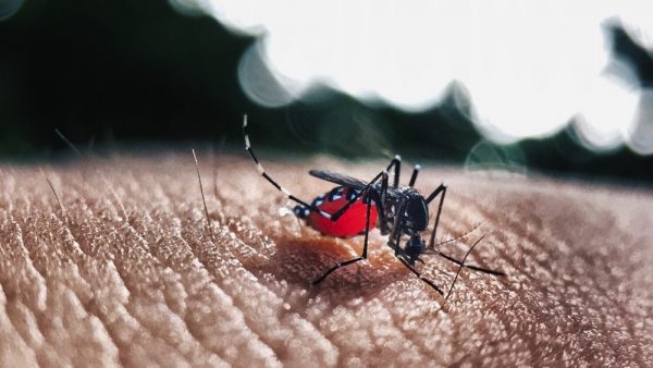 Gestão Covas usa veneno vencido contra a dengue